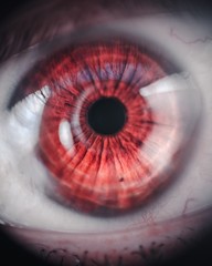 Closeup shot of an expressive red eye - obrazy, fototapety, plakaty