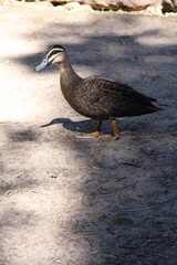 Duck walking