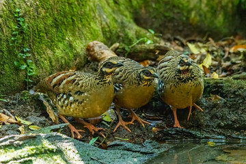 Three Bar-backed Partridges standing near small pond to drink water