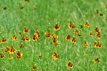 Mexican Hat, Upright Prairie Coneflower, Thimbleflower, Red and Yellow Flowers in a Open Prairie