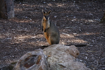 Wallaby in park