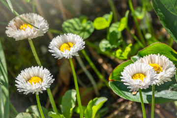 Fully open blooming Common daisy or Bellis perennis or English daisy with large white flower and yellow center