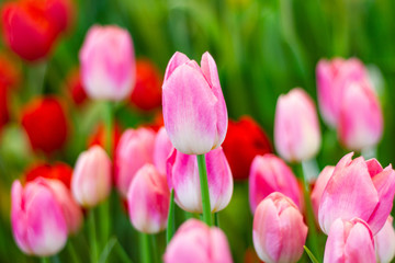 Pink tulips flower, beautifuly flower in garden plant, tulip spring-blooming  