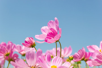 Beautiful flower Cosmos Bipinnatus flower in the garden with sky background