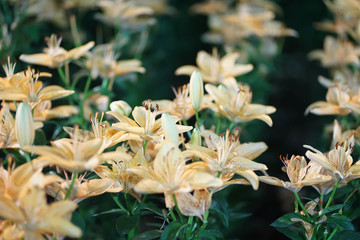 White flowers, large orange stamens, cold weather.