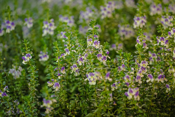 Obraz na płótnie Canvas Small purple flowers in the garden