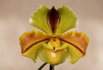Yellow and dark red color Paphiopedilum Lippewunder orchid
