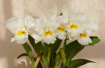 Stunning white and yellow Cattleya Bob Betts orchids