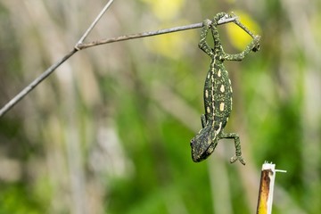 Baby chameleon balancing on a fennel twig. © James Attard/Wirestock