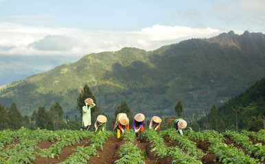  Traditional farmer working in the potato field Asian farmer transplant potato  seedlings in field,...