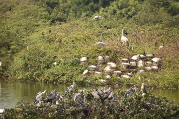 Fototapeta na wymiar group of beautiful pelican and it's babies sitting on the tree, on the lake, in india and also we can see other white cranes.