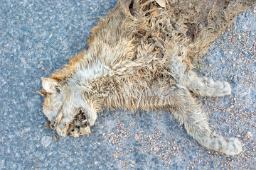 Cat carcass dead on the street