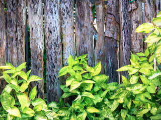Old wooden background with green floral frame 001