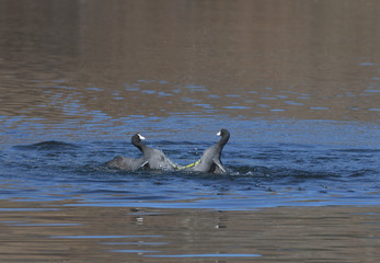 battling coots