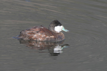 reflecting duck