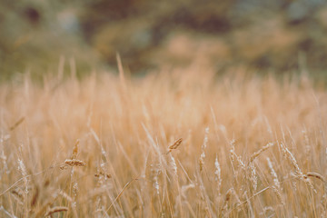 Pampas Grass Field in wellington, new zealand