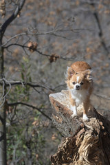 chihuahua on a branch