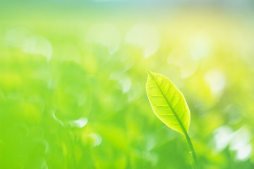 Fresh tea bud and leaves.Tea plantations.selective focus