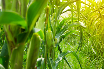 picture of corn cob in organic corn field.