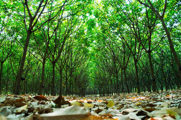 Row of para rubber tree