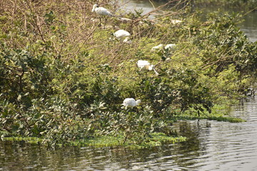 group of beautiful spoon bill and it's babies sitting on the tree, on the lake, in india and also we can see pelican and other white cranes.