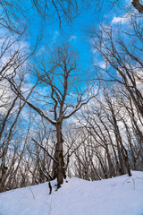 Gorgeous winter forest, snow covered bare trees