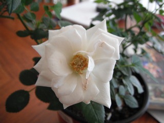 Fototapeta premium Atardeciendo