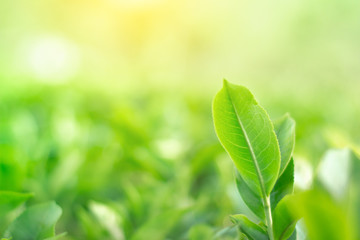 Fresh tea bud and leaves.Tea plantations.selective focus