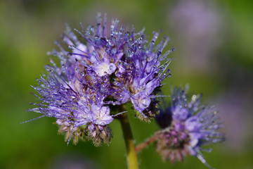 Close-up of a purple meadow flower that shines in the wild nature with its delicate flowers on which drops of water sit against a green background