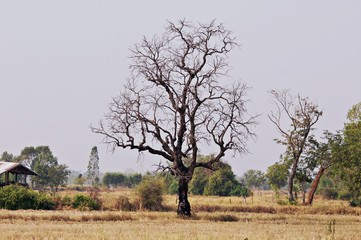 dramatic landscape with lonely dry tree, Dead trees and dry. Dead trees dry in rice harvesting is...