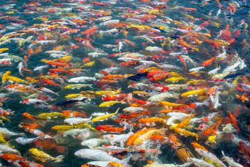 Colorful koi fish swimming in the pond.