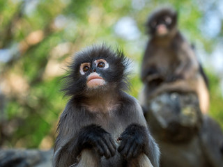 Dusky leaf monkey is resting in nature.