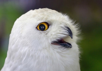 Snowy owl's eyes and face.