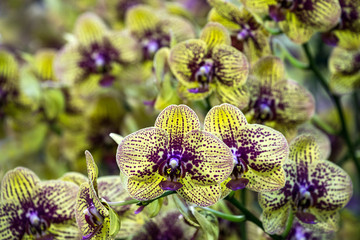 Orchid flowers blooming in the garden.