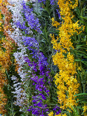 Vertical garden decorated with orchids.