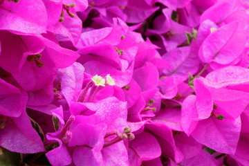Light purple  Bougainvillea flowers or paper flower. Droplets are on petal of flower.