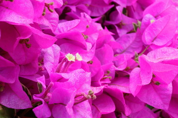 Light purple  Bougainvillea flowers or paper flower. Droplets are on petal of flower.