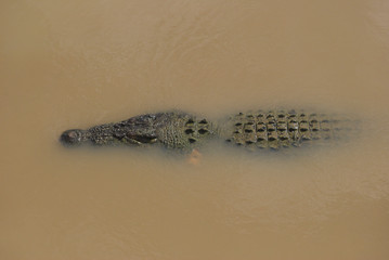Northern Territory Saltwater Crocodile