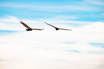 Two birds in flight