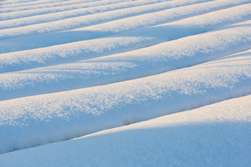 Fototapeta na wymiar 茶畑の雪