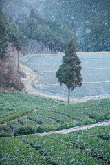 茶畑に降る雪