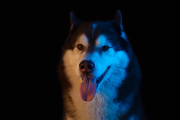 Husky portrait of a wolf's head on a black background