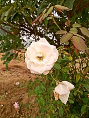 white rose flower and green plant in the garden 