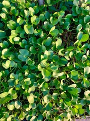 background of green leaves