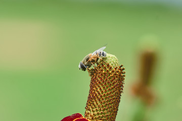 Palpada mexicana, Drone fly (Rat-tailed maggot fly) sitting on a Mexican Hat, Upright Prairie Coneflower, Thimbleflower, Red and Yellow Flowers in a Open Prairie