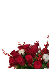 red roses on white background