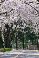 武蔵野市役所裏の桜並木