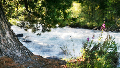 On the shore of a swift mountain river, summer view