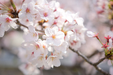 Fototapeta premium 河津桜