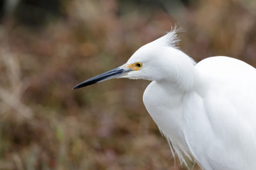 Snowy Egret adult foraging. Baylands Nature Preserve, Santa Clara County, California, USA.